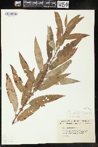 Salix rigida image