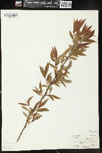 Salix rigida image