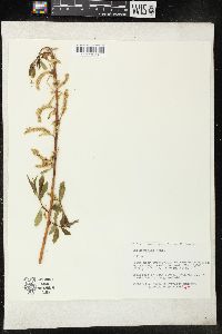 Salix rigida image