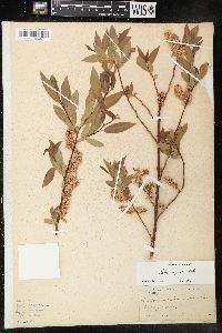 Salix rigida image