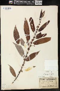 Salix rigida image