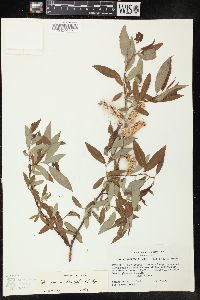 Salix ligulifolia image