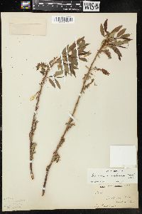 Salix rigida var. mackenzieana image