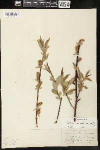 Salix rigida var. mackenzieana image
