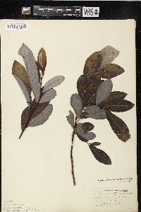 Salix discolor var. overi image