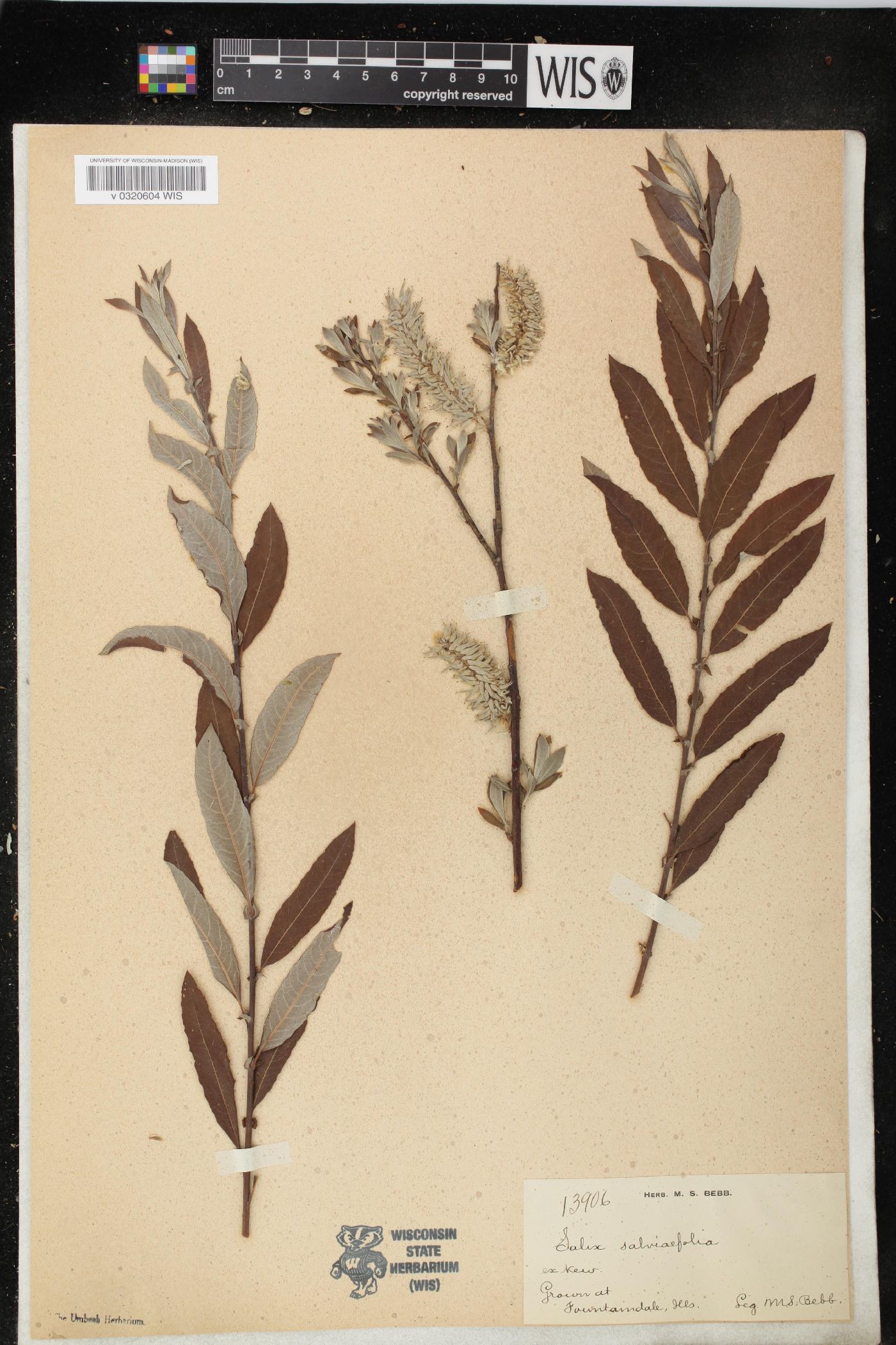 Salix salviifolia image