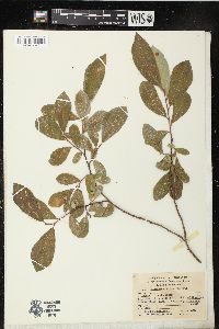 Salix scouleriana image