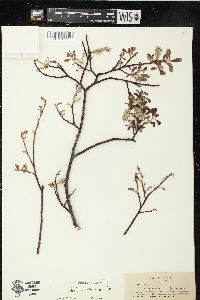 Salix scouleriana image