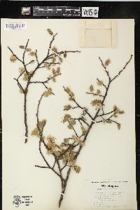 Salix scouleriana image