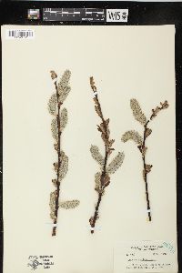 Salix scouleriana image