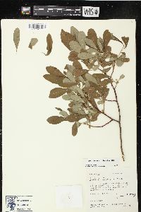 Salix scouleriana image