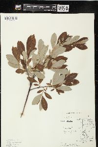 Salix scouleriana image