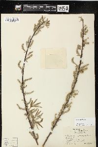 Salix sericea image