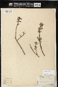 Salix sericea image