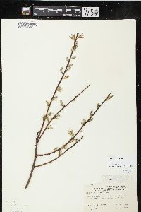 Salix sericea image