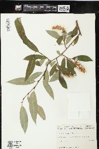 Salix serissima image