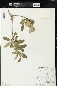 Salix serissima image