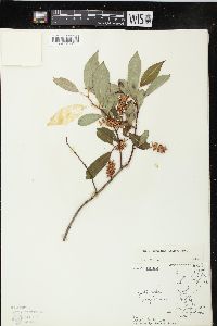 Salix serissima image