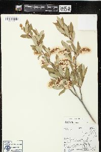 Salix serissima image