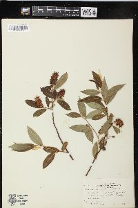 Salix serissima image