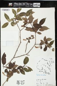 Salix serissima image