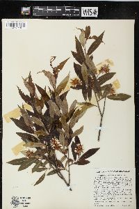 Salix serissima image