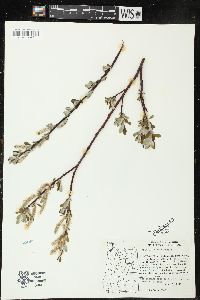 Salix sitchensis image