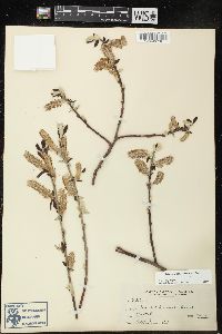 Salix sitchensis image