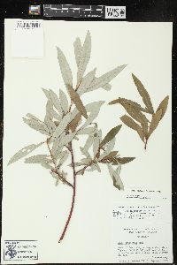 Salix sitchensis image