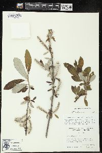 Salix sitchensis image