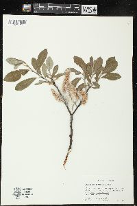 Salix sitchensis image