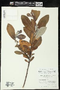 Salix sitchensis image