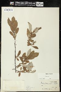 Salix sitchensis image