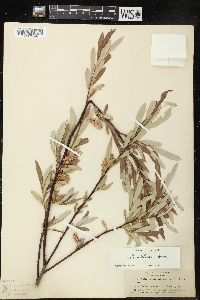 Salix sitchensis image