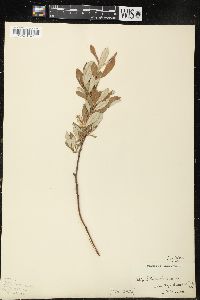 Salix sitchensis image