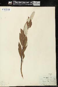 Salix subcoerulea image