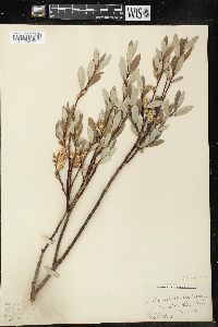 Salix subcoerulea image