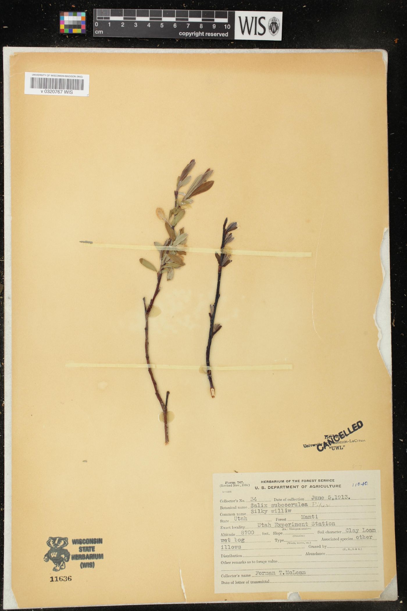 Salix subcoerulea image