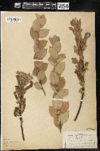 Salix cordata image