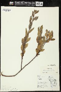 Salix cordata image