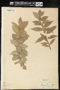 Salix cordata image