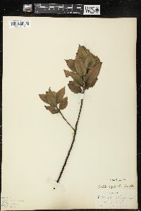 Salix syrticola image