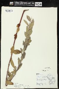 Salix cordata image