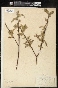 Salix cordata image