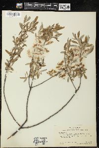 Salix tracyi image