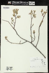 Salix humilis var. tristis image