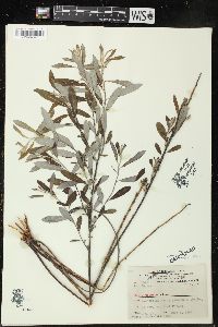 Salix humilis var. tristis image