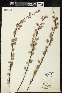 Salix humilis var. tristis image