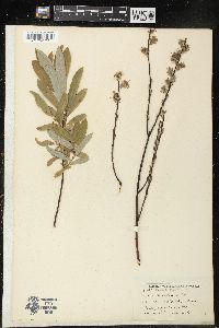 Salix humilis var. tristis image