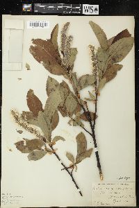 Salix tweedyi image